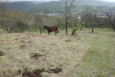 Carpathian atı. Karpatların Dağları. Transcarpathia