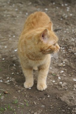 Kırmızı saçlı şirin kedinin yakın plan görüntüsü.