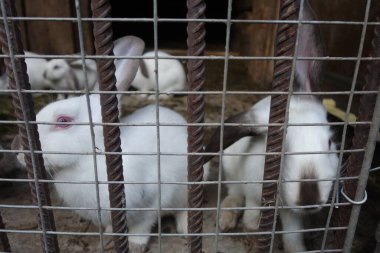 yerli tavşanlar, yakın çekim