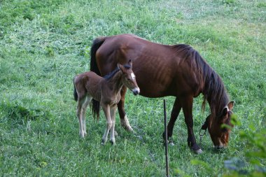 Carpathian atları. Karpatların Dağları. Transcarpathia 