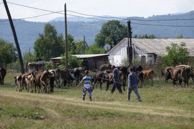 İnekler çimleri otlatırlar. Transcarpathia