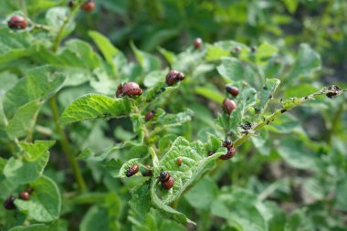 Colorado böceği larvaları patates yaprağıyla besleniyor.