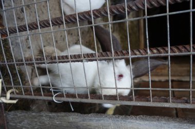 yerli tavşanlar, yakın çekim