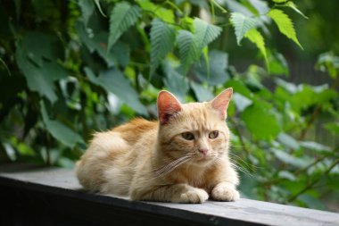Kırmızı saçlı şirin kedinin yakın plan görüntüsü.