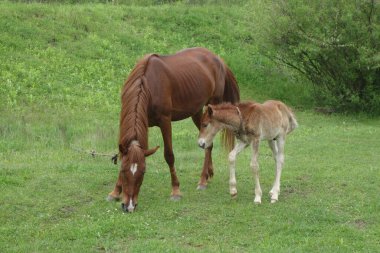 Carpathian atları. Karpatların Dağları. Transcarpathia 