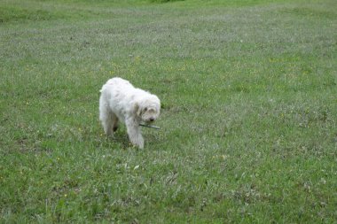 Shepherd 'ın beyaz köpeği. Transcarpathia