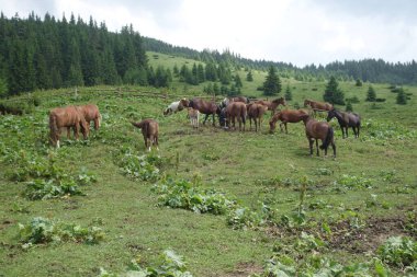Karpat Ukrayna 'nın sonbahar aylarında dağlık çayırlarda otlayan vahşi atlarının tepesinde. Korunmasız geçirdikleri yaz.