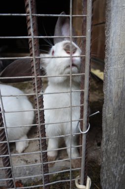 yerli tavşanlar, yakın çekim