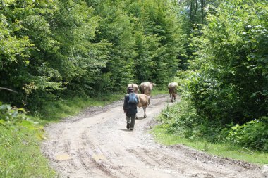İnekler yoldalar. Transcarpathia
