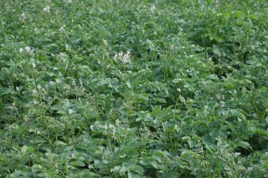 Colorado böceği larvaları patates yaprağıyla besleniyor.