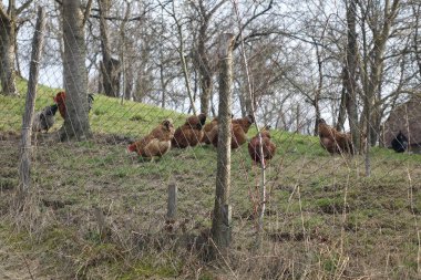 Tarlada koyun sürüsü