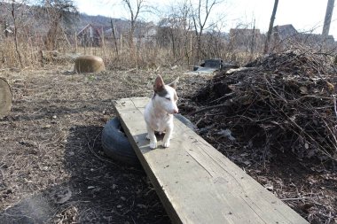 Parkta bir köpek yürüyor.