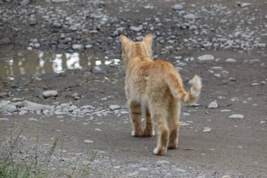 Kırmızı saçlı şirin kedinin yakın plan görüntüsü.