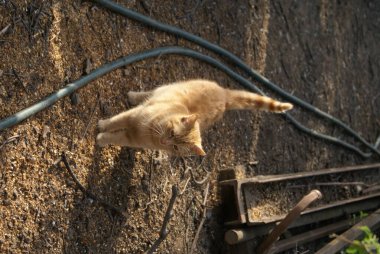 Kırmızı saçlı şirin kedinin yakın plan görüntüsü.