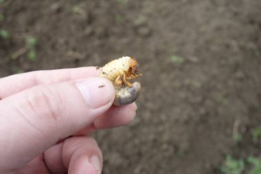 Mayıs böceğinin larvaları