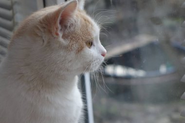 Yaşlı ev kedisi, yakın plan.