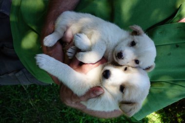 Bir köpeğin portresi.