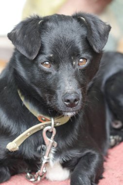 Siyah ve beyaz köpek yerde