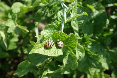 Colorado böcekleri, yakın görüş