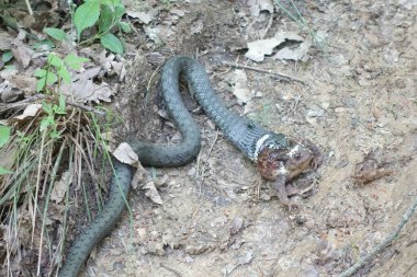 Yılan (Natrix natrix) bir kurbağa yakaladı. Transcarpathia