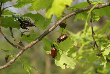 Böcekler meşe ağacının yapraklarını yiyebilir.