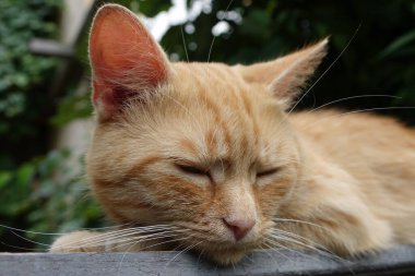 Kırmızı saçlı şirin kedinin yakın plan görüntüsü.