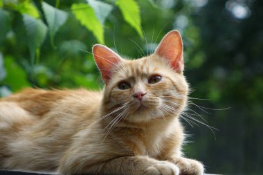 Kırmızı saçlı şirin kedinin yakın plan görüntüsü.