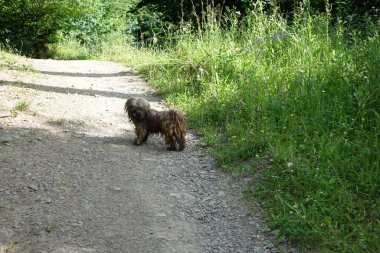 Bir köpeğin portresi.
