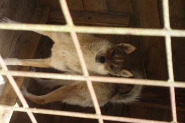Kafesteki üzgün bir köpek