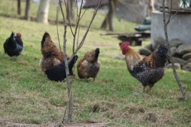 Parktaki bir grup tavuk ve horoz.