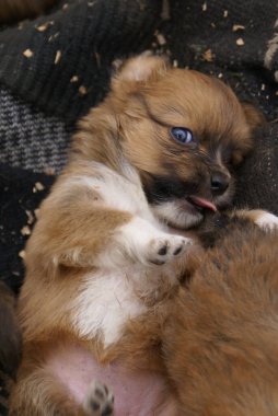 Küçük köpekler, yakın görüş.