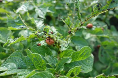 Colorado böceği larvaları patates yaprağıyla besleniyor.