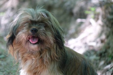 Bir köpeğin portresi.