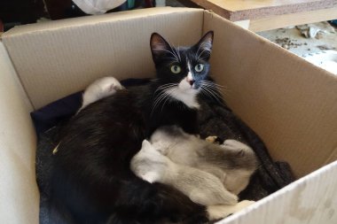 Kedi arka planda kutuyla uyuyor.