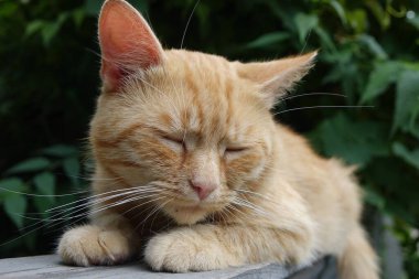 Kırmızı saçlı şirin kedinin yakın plan görüntüsü.