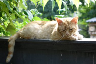 Kırmızı saçlı şirin kedinin yakın plan görüntüsü.