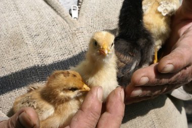 Küçük tavuk insan ellerinde.