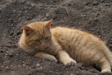 Kırmızı saçlı şirin kedinin yakın plan görüntüsü.