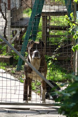 Köpek, yakın görüntü.
