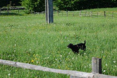 Köpek, yakın görüntü.