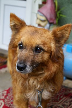 Şirin, dost canlısı köpeğin yakın görüntüsü.
