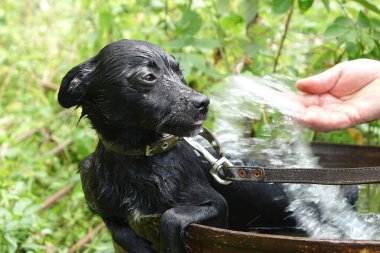 Parktaki siyah beyaz köpek