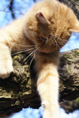 Kırmızı saçlı şirin kedinin yakın plan görüntüsü.