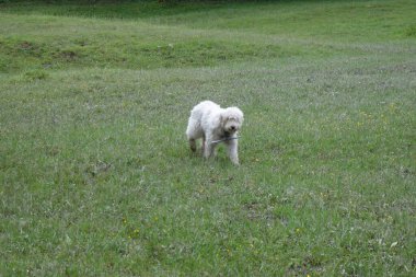 Shepherd 'ın beyaz köpeği. Transcarpathia