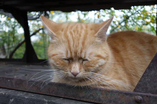 可爱红头发猫的特写 — 图库照片