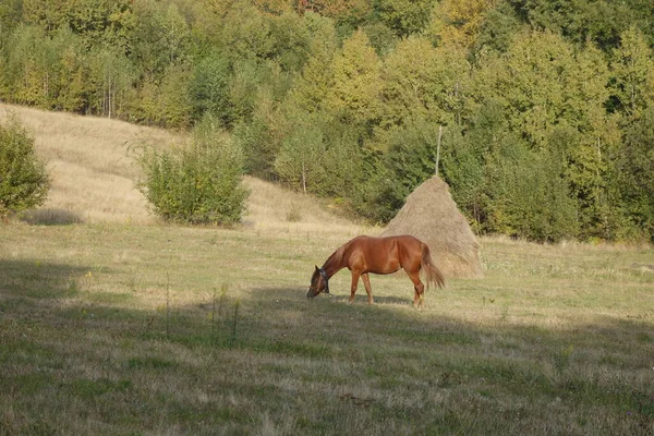 Cavallo Hutsul Noto Come Gutsulik Gutsul Cavalli Domestici Roccia Allevati — Foto Stock