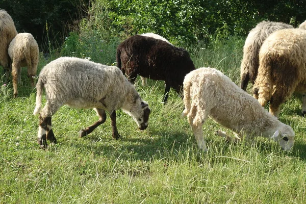 Schapen Grazen Het Gras Transcarpathie — Stockfoto