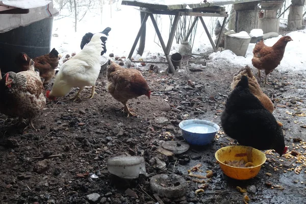 Tavuk Çiftliği Dağ Köyü Tavuk Çiftliği Ahırı Bir Sürü Tavuk — Stok fotoğraf