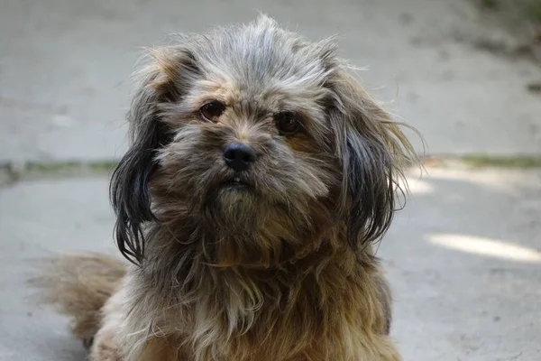 Karlı Yaşlı Köpek Yakın Plan — Stok fotoğraf