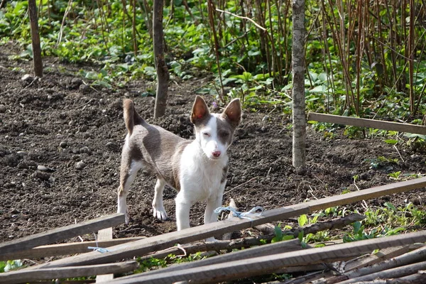 Cão Está Andando Parque — Fotografia de Stock